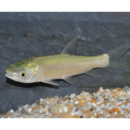 Ctenopharyngodon idella (Carpe amour - Carpe herbivore) 15-19,5 cm