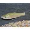 Ctenopharyngodon idella (Carpe amour - Carpe herbivore) 15-19,5 cm