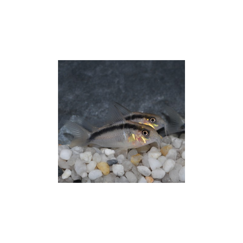 Corydoras arcuatus 4-4,5 cm (s)