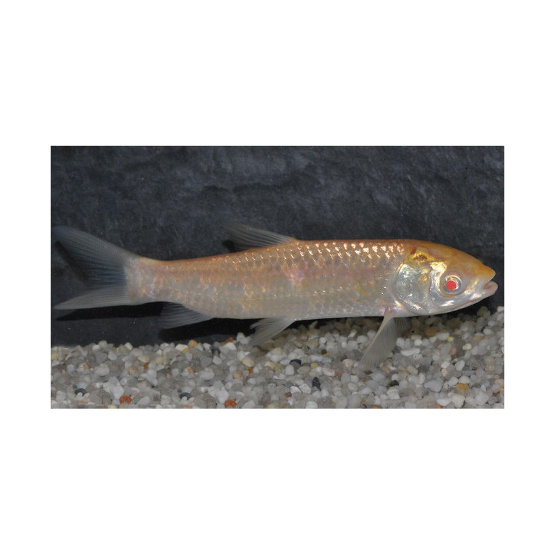 Ctenopharyngodon idella Albinos(Carpe amour-herbivore) 12-14,5 cm