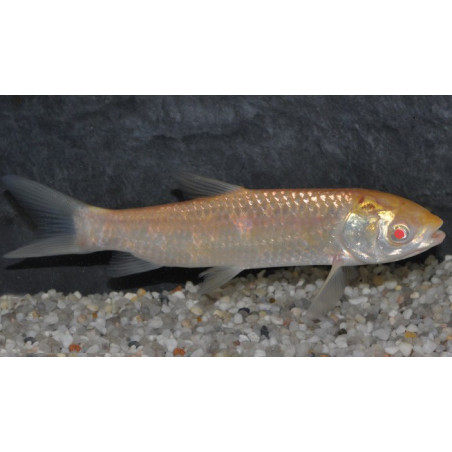 Ctenopharyngodon idella Albinos(Carpe amour-herbivore) 12-14,5 cm