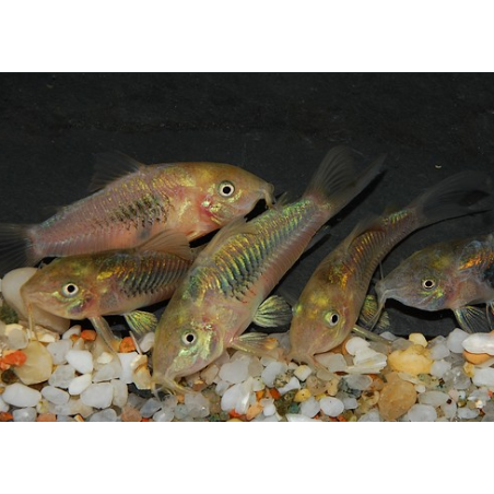 Corydoras aeneus (Corydoras schultzei) 3,5 cm