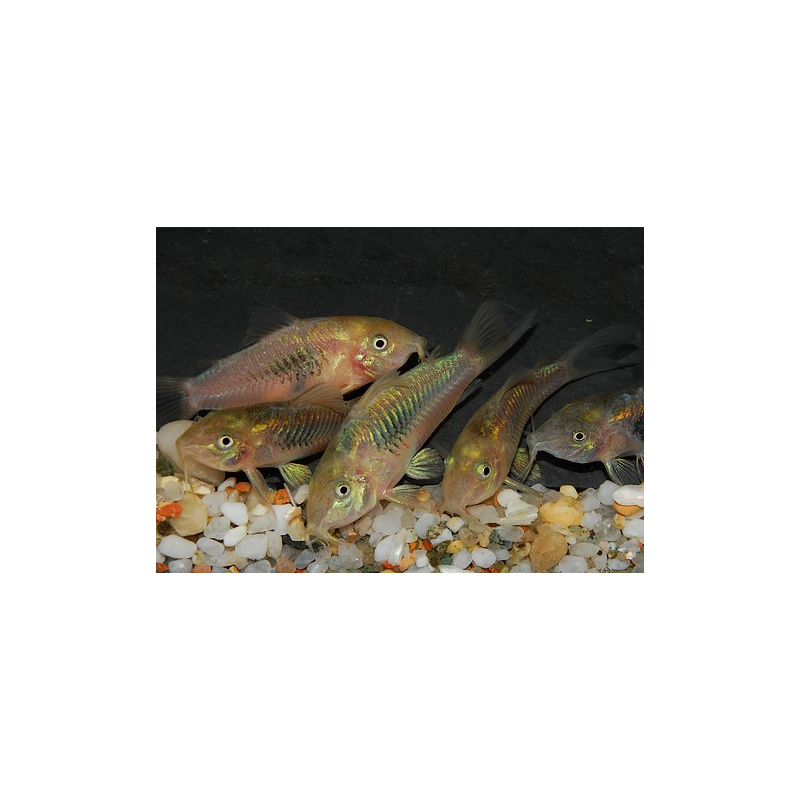Corydoras aeneus (Corydoras schultzei) 2,5 cm Corydoras aeneus (Corydoras schultzei) 2,5 cm