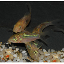 Corydoras aeneus (Corydoras schultzei) 2,5 cm