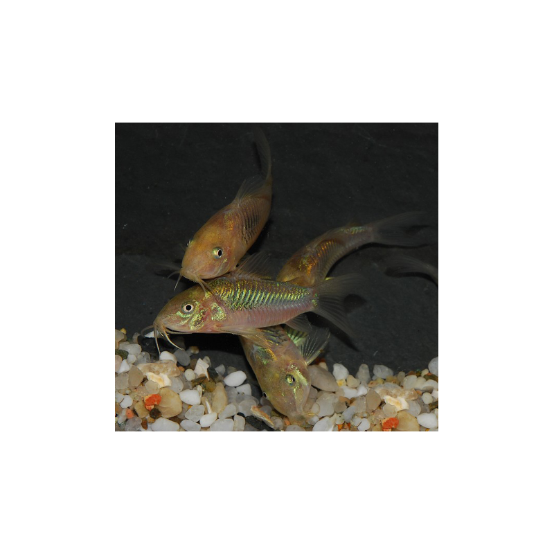 Corydoras aeneus (Corydoras schultzei) 2 cm