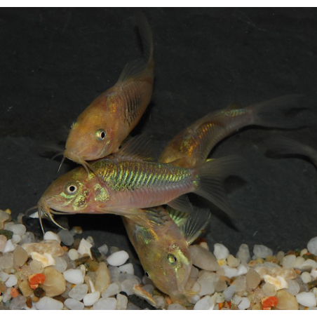 Corydoras aeneus (Corydoras schultzei) 2 cm