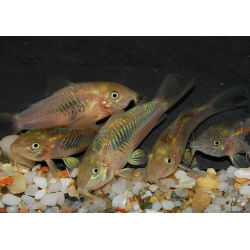 Corydoras aeneus (Corydoras schultzei) 2 cm