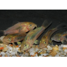 Corydoras aeneus (Corydoras schultzei) 2 cm
