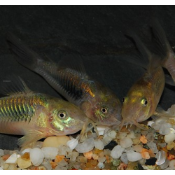 Corydoras aeneus (Corydoras schultzei) 2 cm