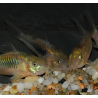 Corydoras aeneus (Corydoras schultzei) 2 cm