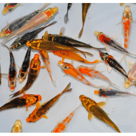 Cyprinus carpio (Carpe koï) grade B 15-19,5 cm