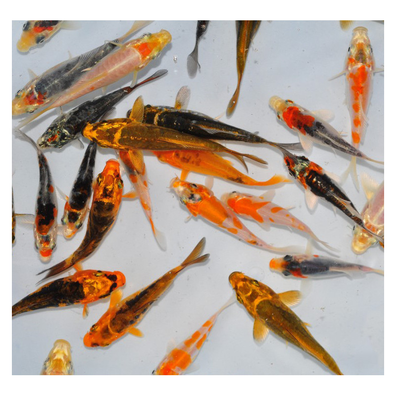 Cyprinus carpio (Carpe koï) grade B 25-29,5 cm Cyprinus carpio (Carpe koï) grade B 25-29,5 cm