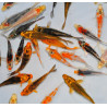 Cyprinus carpio (Carpe koï) grade B 25-29,5 cm