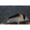 Corydoras adolfoi 2 cm