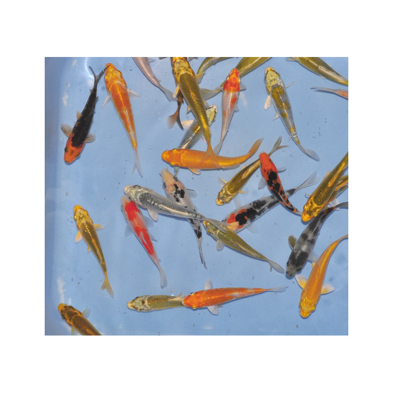 Cyprinus carpio (Carpe koï) grade A varié 7-8,5 cm Cyprinus carpio (Carpe koï) grade A varié 7-8,5 cm