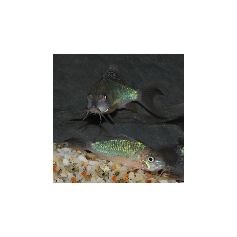 Corydoras splendens (Brochis) 5-5,5 cm Corydoras splendens (Brochis) 5-5,5 cm