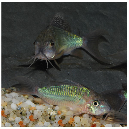 Corydoras splendens (Brochis) 5-5,5 cm