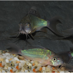 Corydoras splendens (Brochis) 4-4,5 cm