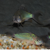 Corydoras splendens (Brochis) 4-4,5 cm