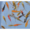 Cyprinus carpio (Carpe koï) grade A varié 30-34,5 cm