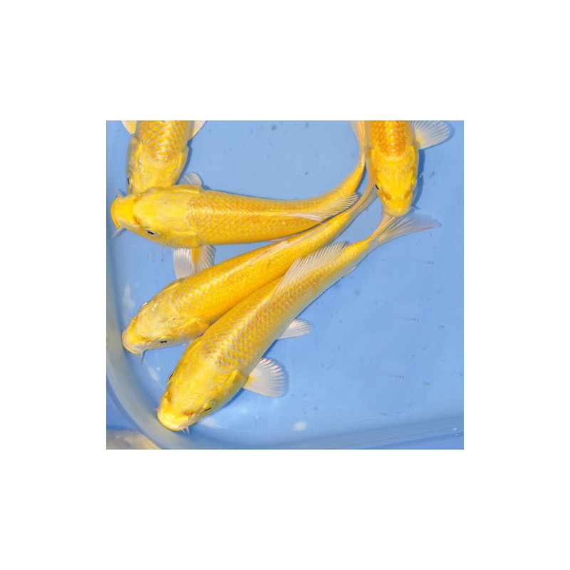 Cyprinus carpio (Carpe koï) grade A "Yamabuki Ogon" 9-11,5 cm