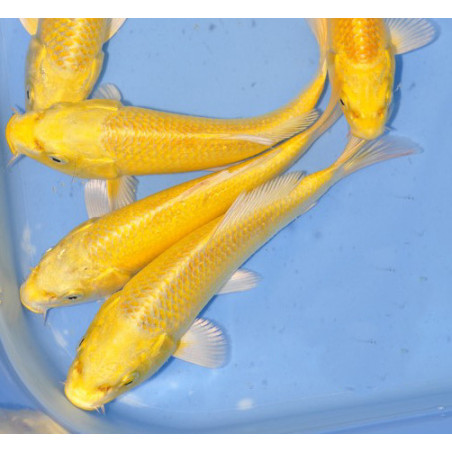 Cyprinus carpio (Carpe koï) grade A "Yamabuki Ogon" 9-11,5 cm