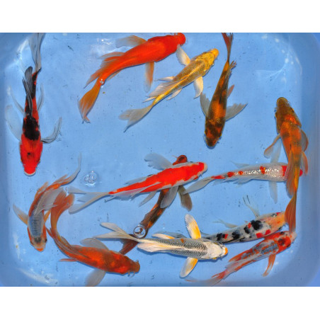 Cyprinus carpio (Carpe koï) grade A voile 15-19,5 cm