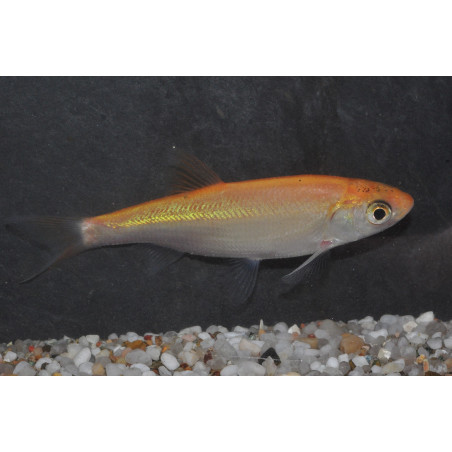 Leuciscus idus orange (Ide mélanote) 7-8,5 cm
