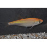 Leuciscus idus orange (Ide mélanote) 9-11,5 cm