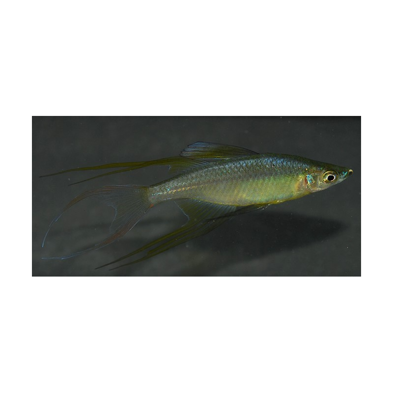 Iriatherina werneri 3,5 cm