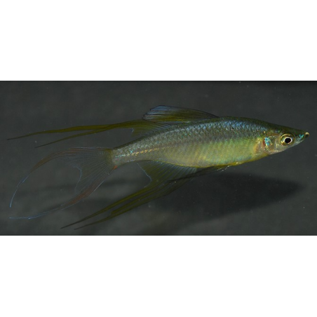 Iriatherina werneri 3,5 cm