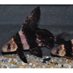 Myxocyprinnus asiaticus 7-8,5 cm