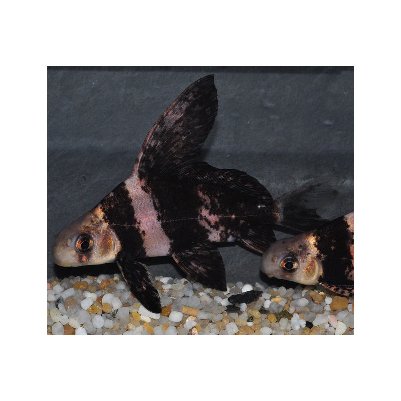 Myxocyprinnus asiaticus 7-8,5 cm