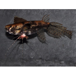 Pantodon buchholzi (Poisson papillon) 4-4,5 cm (s)