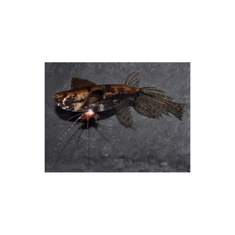 Pantodon buchholzi (Poisson papillon) 4-4,5 cm (s)