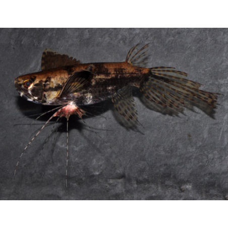 Pantodon buchholzi (Poisson papillon) 4-4,5 cm (s)