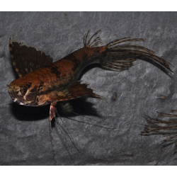 Pantodon buchholzi (Poisson papillon) 4-4,5 cm (s)