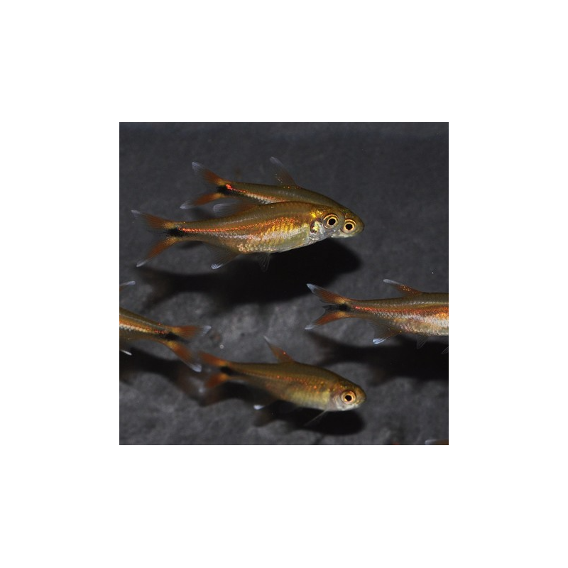 Hasemania nana (Tétra cuivre) 3,5 cm