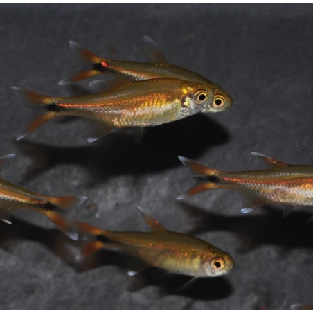 Hasemania nana (Tétra cuivre) 3,5 cm