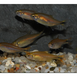 Hasemania nana (Tétra cuivre) 3,5 cm