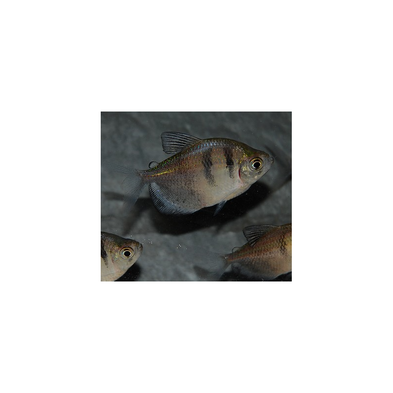 Gymnocorymbus ternetzi (Veuve noire) 3 cm