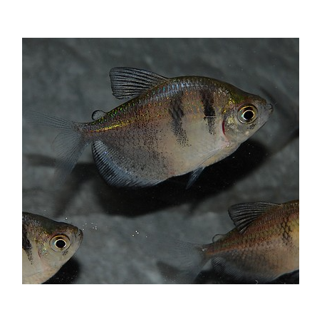 Gymnocorymbus ternetzi (Veuve noire) 3 cm