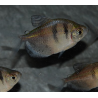 Gymnocorymbus ternetzi (Veuve noire) 2,5 cm