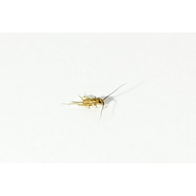 Acheta domestica (≃120 pièces) - Micro Grillon (XS) Acheta domestica (≃120 pièces) - Micro Grillon (XS)
