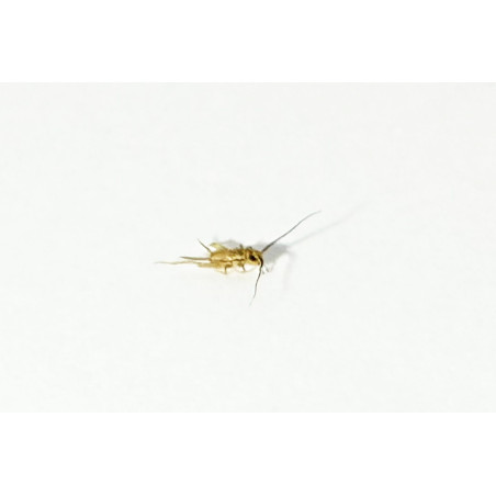 Acheta domestica (≃120 pièces) - Micro Grillon (XS)