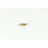 Acheta domestica (≃120 pièces) - Micro Grillon (XS)