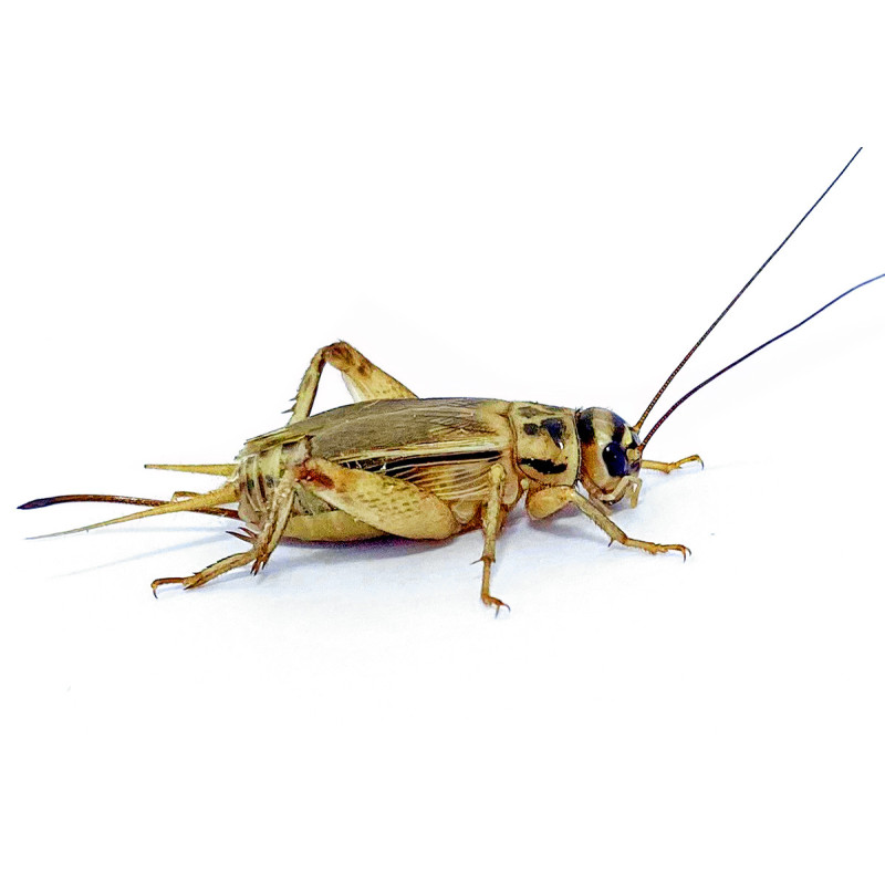 Acheta domestica (≃35 pièces) - Grillon Adulte (L) Acheta domestica (≃35 pièces) - Grillon Adulte (L)