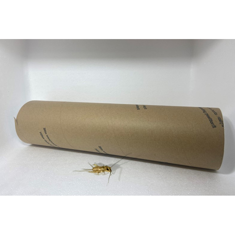 Acheta domestica (Tube carton ≃ 700 pièces) - Petit Grillon (S) Acheta domestica (Tube carton ≃ 700 pièces) - Petit Grillon (S)