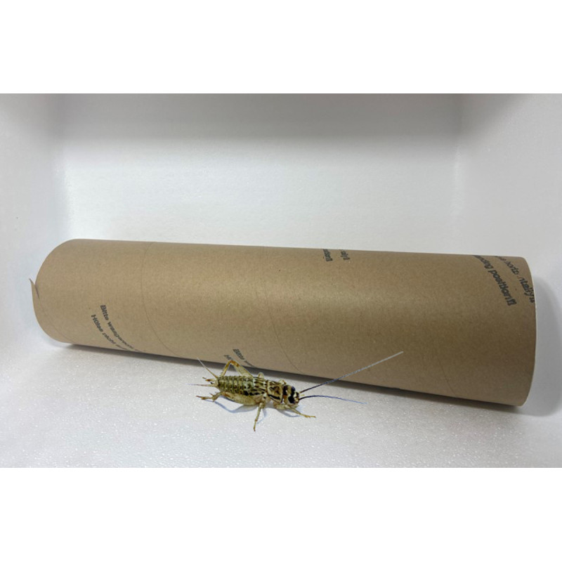 Acheta domestica (Tube carton ≃ 400 pièces) - Moyen Grillon (M) Acheta domestica (Tube carton ≃ 400 pièces) - Moyen Grillon (M)