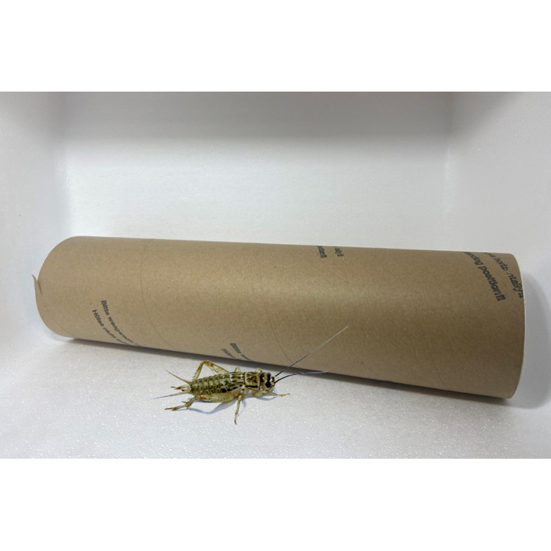 Acheta domestica (Tube carton ≃ 300) - Moyen Grillon (L) Acheta domestica (Tube carton ≃ 300) - Moyen Grillon (L)
